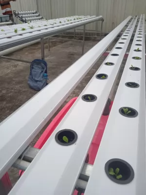 https://madanifarm.com/produk/11/jasa-buat-greenhouse-madani-farm-ahlinya-greenhouse-di-malang-raya